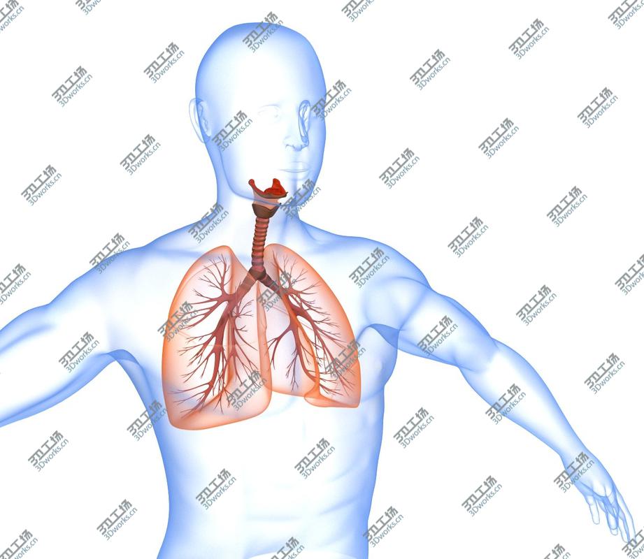 images/goods_img/2021040161/Human Lungs - pulmonary system 3D model/5.jpg